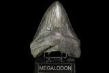 Serrated, Fossil Megalodon Tooth - Georgia #76457-1